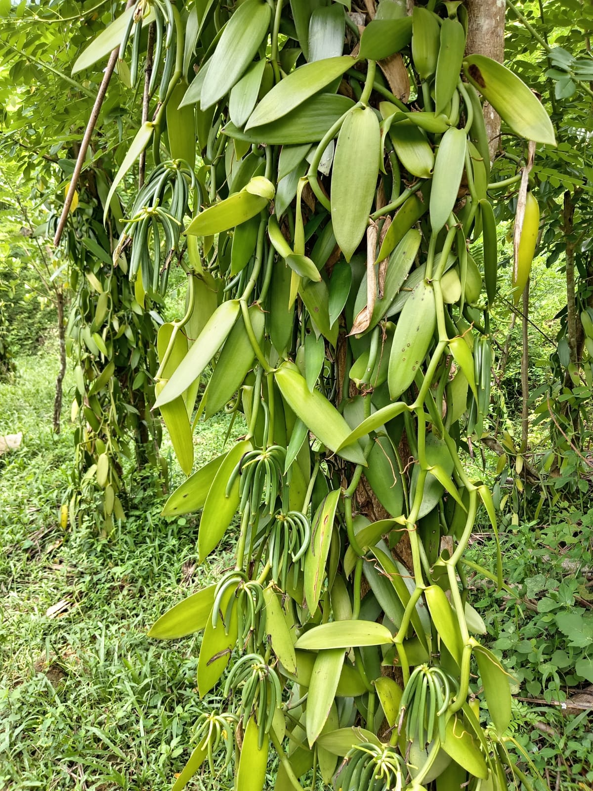 Vanilla plantation