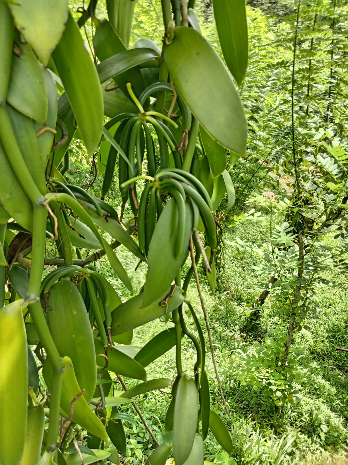 Vanilla vines close up