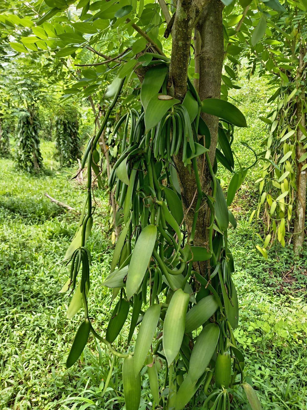 Vanilla plantation Sri Lanka
