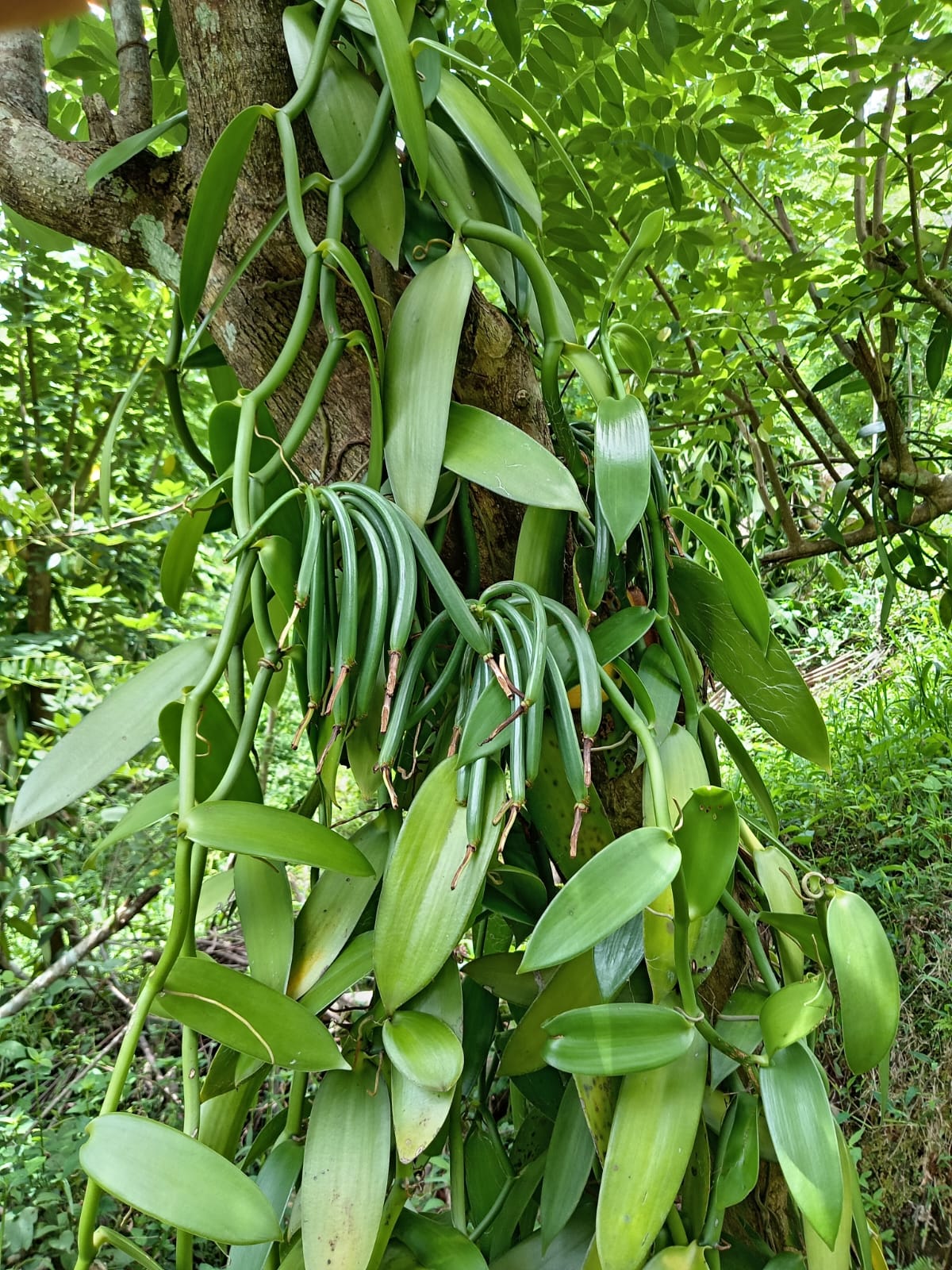 Vanilla vines close up