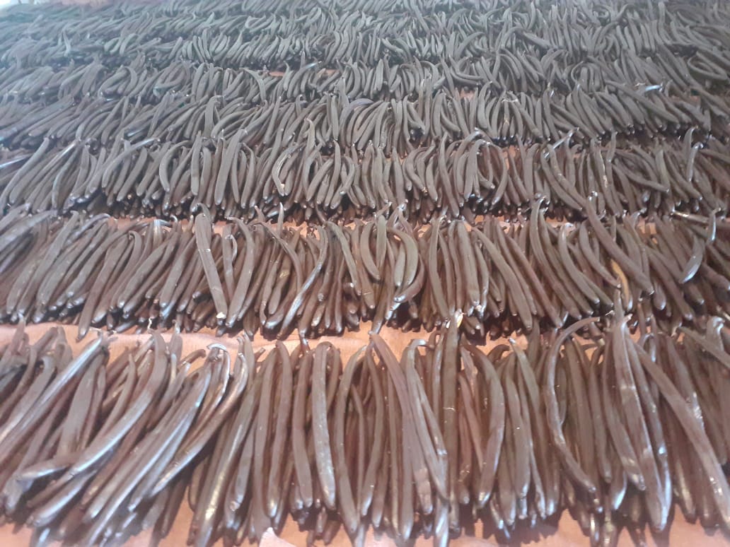 Cured vanilla beans drying